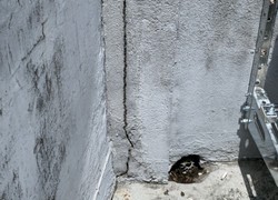 �s�˨����A�s�˫γ�����